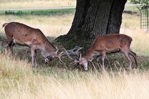 A close up of a Red Deer in the Cheshire Countryside photo