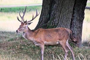A close up of a Red Deer in the Cheshire Countryside photo