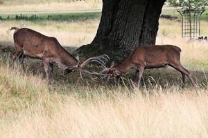 un primer plano de un ciervo rojo en la campiña de cheshire foto