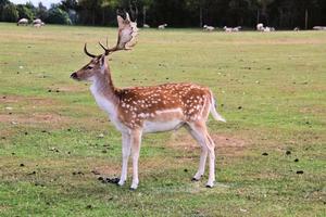 A close up of a Fallow Deer photo