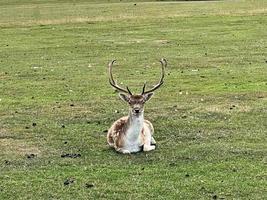 A close up of a Fallow Deer photo