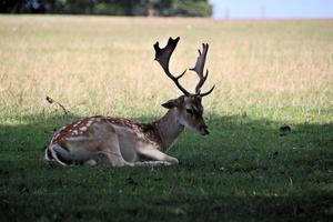 A close up of a Fallow Deer photo