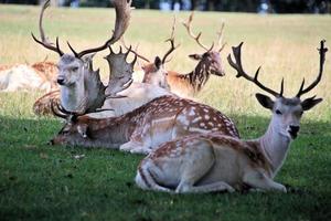 A close up of a Fallow Deer photo