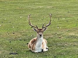 A close up of a Fallow Deer photo