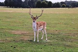A close up of a Fallow Deer photo