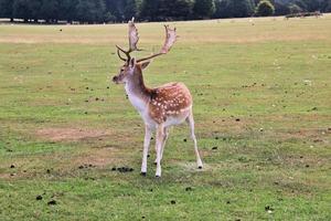 A close up of a Fallow Deer photo