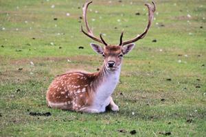 un primer plano de un gamo foto