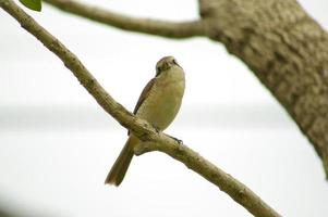 juvenil de alcaudón pardo foto