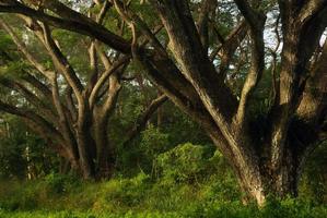 sombra del dosel del árbol de lluvia árbol grande en el bosque foto