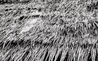 Roofs made from the blade of grass photo