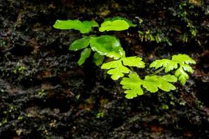 Freshness small fern leaves with moss and algae in the tropical garden photo