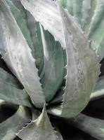 primer plano de planta suculenta, detalle de hojas frescas de agave americana foto