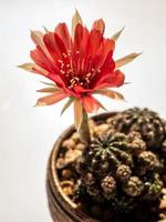 Pétalo delicado de color rojo con mullido peludo de flor de cactus echinopsis foto