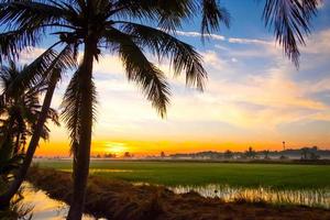 silueta de cocoteros refrescados por la mañana.los campos verdes se alternan con cielos azules y luz solar foto