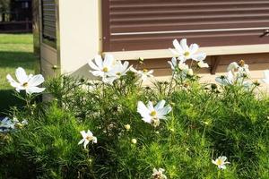 flores blancas de jardín de cosmea. primer plano de flores en un jardín de verano. foto