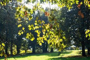 otoño en el parque de la ciudad, árboles de follaje amarillo foto