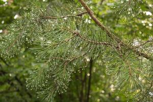 rama de pino en gotas de lluvia, gotas de agua ruedan por largas agujas de pino foto