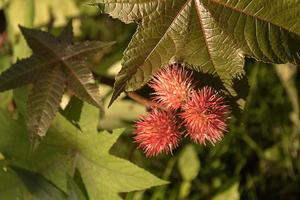 Purple castor bean flowers against a background of large green-purple leaves photo