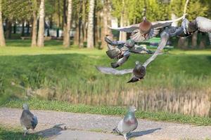 bandada voladora de palomas en el parque foto