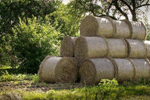 Round small stacks of straw are stacked on top of each other and form a large stack that is in the garden photo