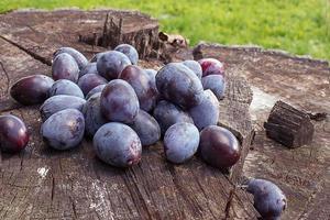 Many ripe blue plums lie on a large stump from a felled tree photo