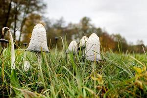 hongos venenosos no comestibles en la hierba contra un cielo gris en otoño foto