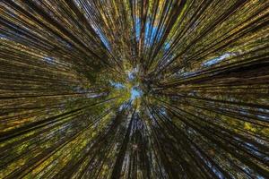 vista hacia arriba en el bosque de pinos de otoño a la luz del día claro con lente rectangular ultra gran angular foto