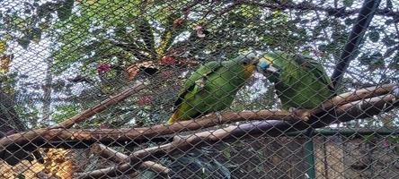 par de loros en jaula juntos caricias foto