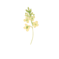 acquerello selvaggio fiori png