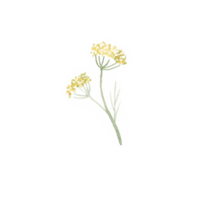 waterverf wild bloemen png