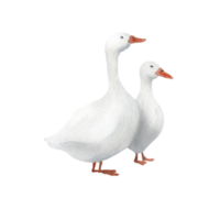 Watercolor farm goose png