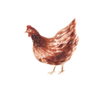 poule aquarelle avec des oeufs png