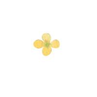 acquerello selvaggio fiori png