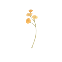 acuarela flores silvestres png