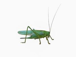 big green grasshopper isolate on white background photo
