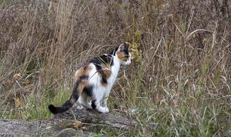 un gato tricolor en la calle en la hierba busca presas foto