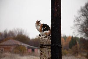 un gato tricolor se sienta en un poste en un clima nublado, está nevando, un paisaje rural con un gato, enfoque suave, un día nublado de otoño foto