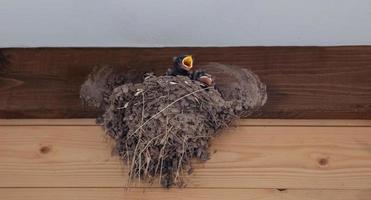 Three barn swallow chicks sit in a nest, one chick with an open yellow beak, hungry swallow chicks, birds next to a person, ecology photo