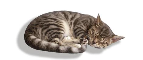 4 month old kitten mestizo bengal cat sleeping on a white background photo