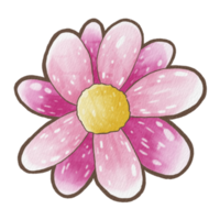 Brown line flower. Pink petals and yellow pollen. Raster png transparent illustration for decorate and any design.