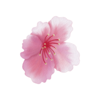 Pink petals Sakura and pollen. Raster png transparent illustration for decorate and any design.