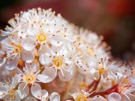 Macro close up photo of photinia glabra tiny white flowers