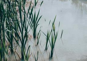 green grass in a gray pond with a clay bottom photo