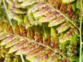 close-up macro photo of red-green fern leaves