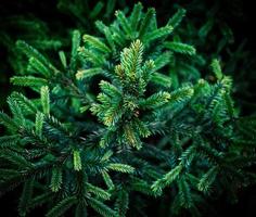 close-up photo of spruce branches against a dark background