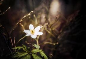 a beauteful close up photo of one anemone nemorosa flower in a forest