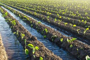 Plantation of young eggplant seedlings is watered through irrigation canals. European farm, farming. Caring for plants, growing food. Agriculture and agribusiness. Agronomy. Rural countryside photo