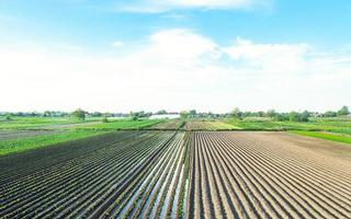 Farm field is planted with agricultural plants. Watering the crop. Agro industry, agribusiness. Farming, european farmland. Traditional irrigation system. Growing and producing food. selective focus photo