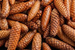 pile of fir cones - full frame close-up spruce background photo