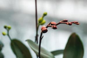 espiga de flores de orquídea junto a la ventana bajo luz artificial en invierno, capullos de flores de phalaenopsis cerrados foto